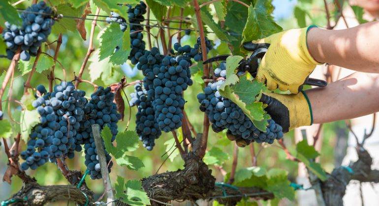 uvas-vendima-tijera-770-dreamstime.jpg