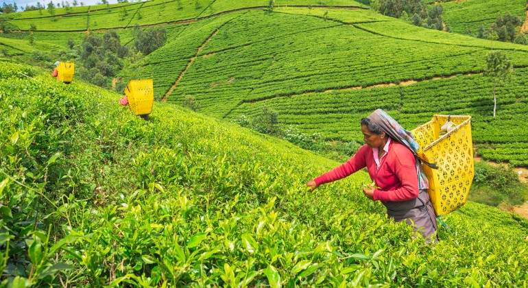 Sri-Lanka-te-istock.jpg