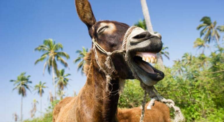 Burro-istock-770.jpg