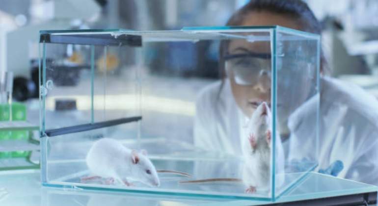 ratones-laboratorio-istock-770.jpg