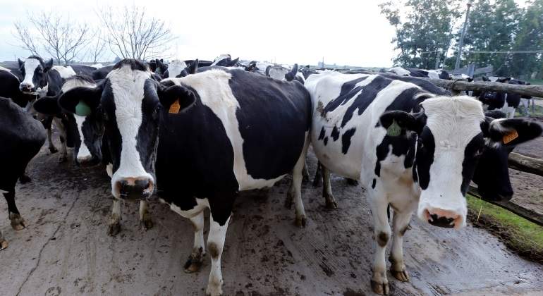 La moda de consumir leche cruda no podrá dominar el mercado lácteo