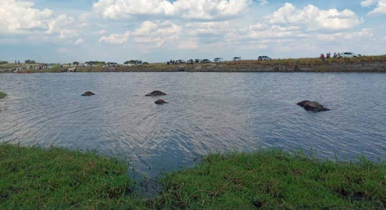 bufalos-ahogados-rio-botsuana.jpg