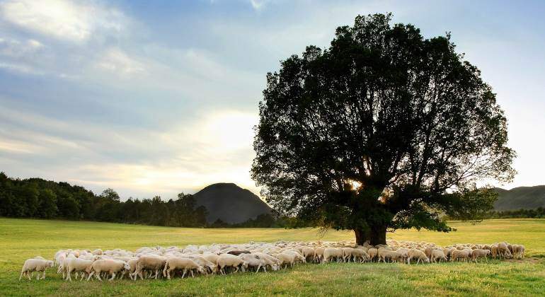 ovejas-arbol-770.jpg