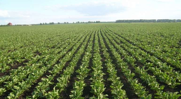 cultivo-770.jpg