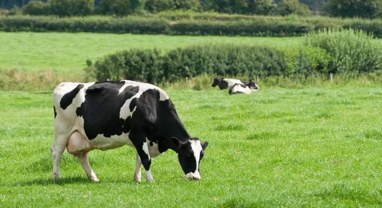 vaca-hierba-dreamstime.jpg