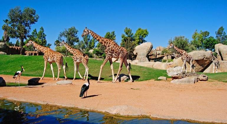 Las-jirafas-recorriendo-la-sabana-africana-Bioparc-Valencia.jpg