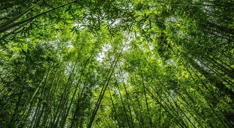 plantas-arboles-vegetacion-pixabay.jpg