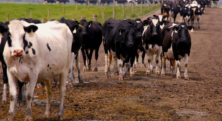 vacas-australianas.jpg