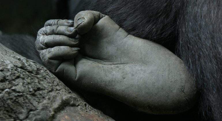 evolucion-pies-bipedismo-primates-humanos.jpg