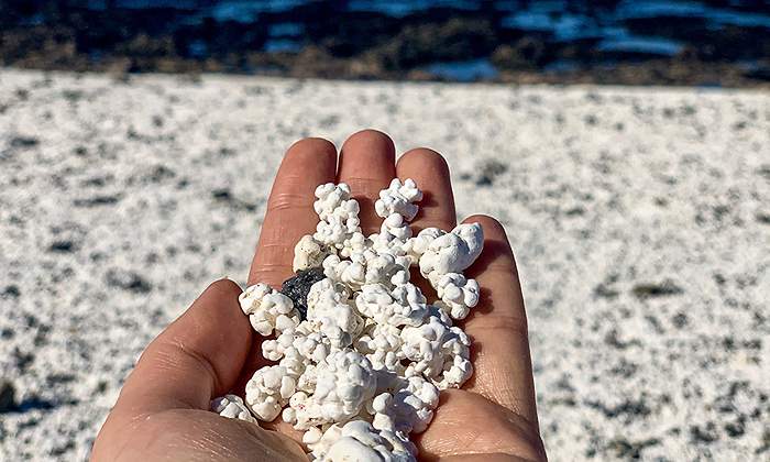 palomitas-playa-canarias.jpg