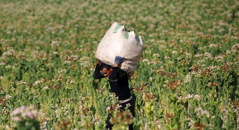 jornalero-campo-reuters.jpg