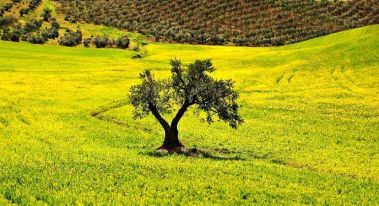 Agromillora.jpg