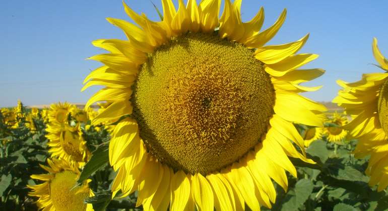 girasol-planta-770.jpg
