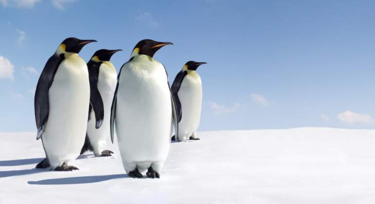 pinguinos-antartida.jpg