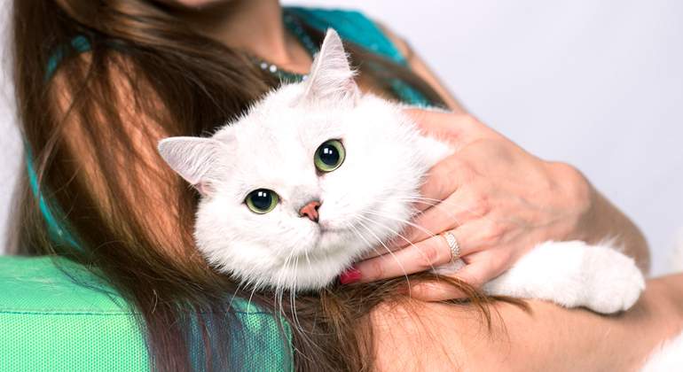 gato-dreamstime.jpg
