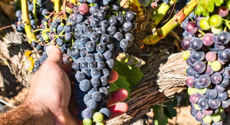 uva-vino-ribera-duero-mejores-supermercado-istock.jpg