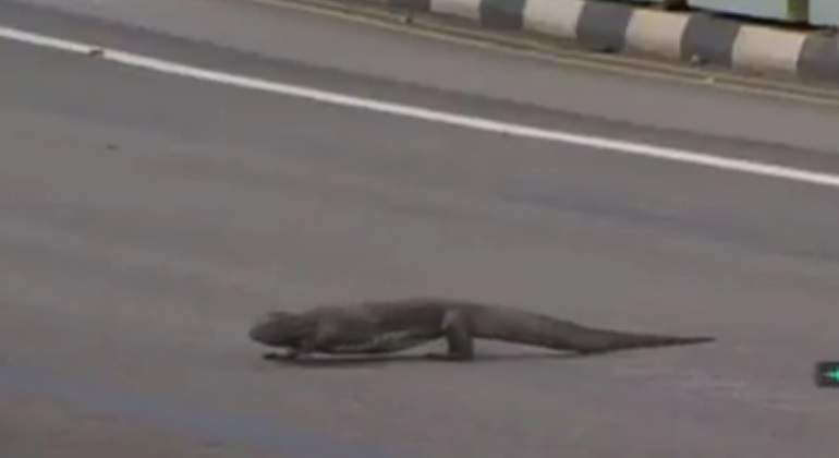 lagarto.jpg