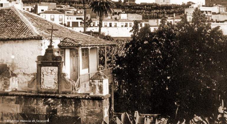canarias-arbol.jpg
