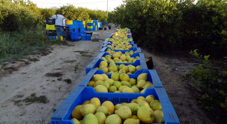 limones-murcianos.jpg