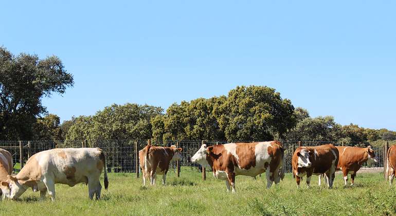 vacas-suizas-dehesa-01.jpg