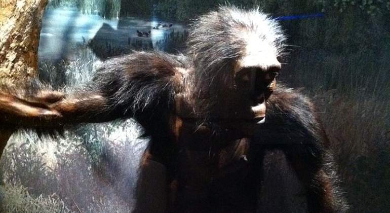 lucy-australopithecus-wikipedia.jpg