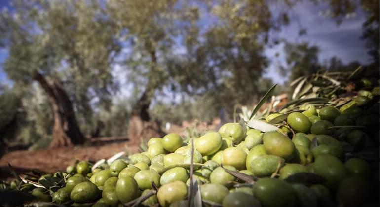 aceite-oliva-virgen-extra-mercadona.jpg