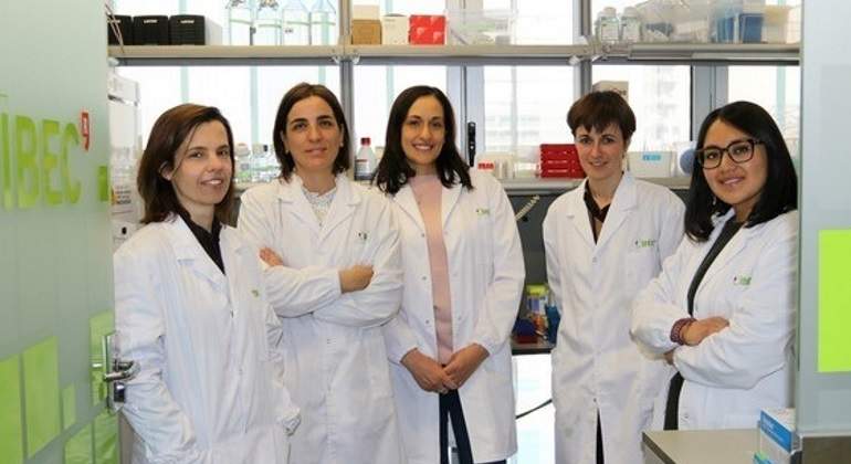 Logran generar pequeños riñones usando células madre humanas