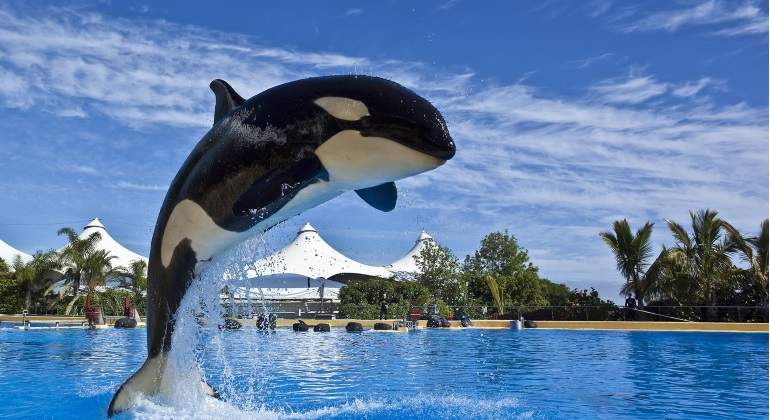 orca-morgan-loro-parque.jpg