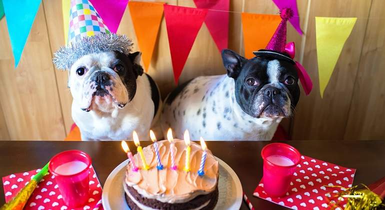 Cumpleanos-de-bull-dog-frances.jpg
