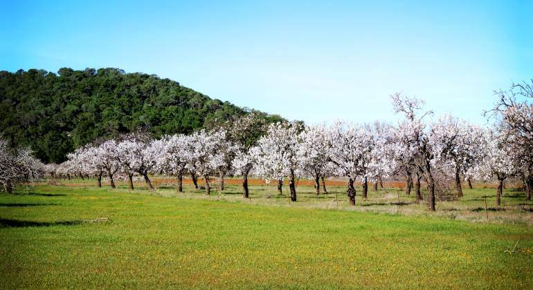 almendros-cultivo-770.jpg