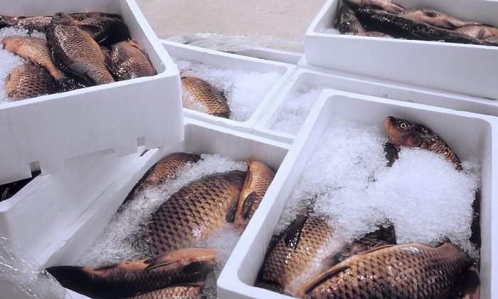 pescado-cajas-blancas-770-istock.jpg