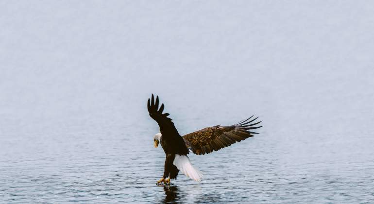 aguila-caza-eE.jpg
