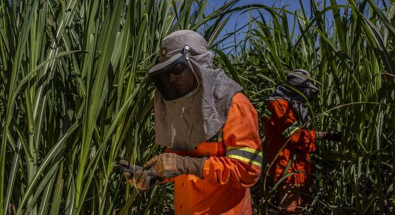 Un trabajador inspeccionando cultivos en una planta de biocombustibles de bp en Brasil