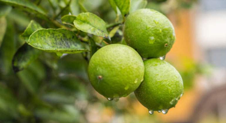 limones-istock.jpg