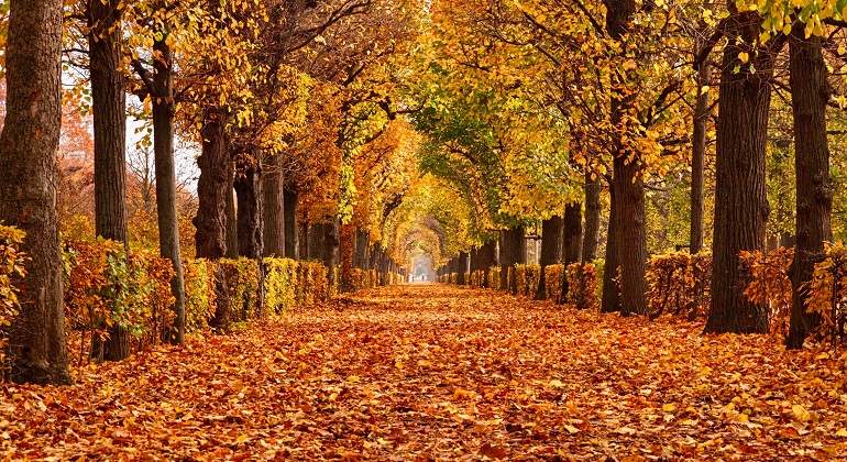 Paseo-lleno-de-hojas-en-otono-iStock.jpg