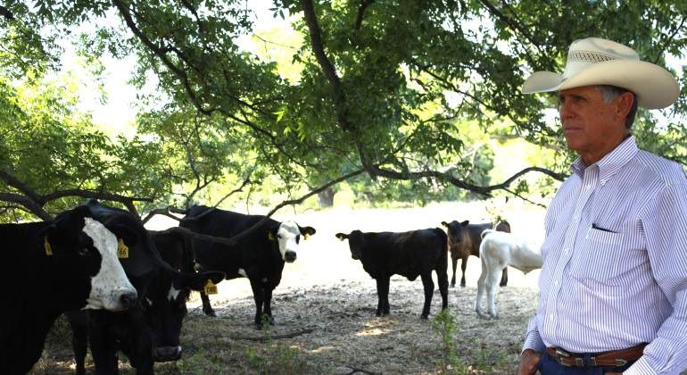 vacas-texas.jpg