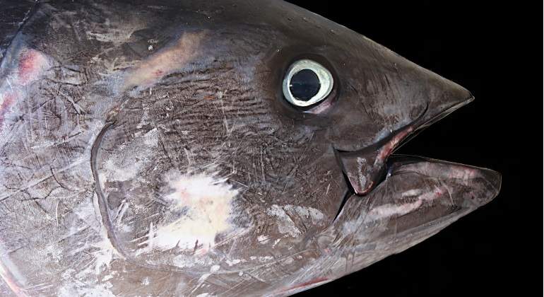 atun-pixabay.jpg