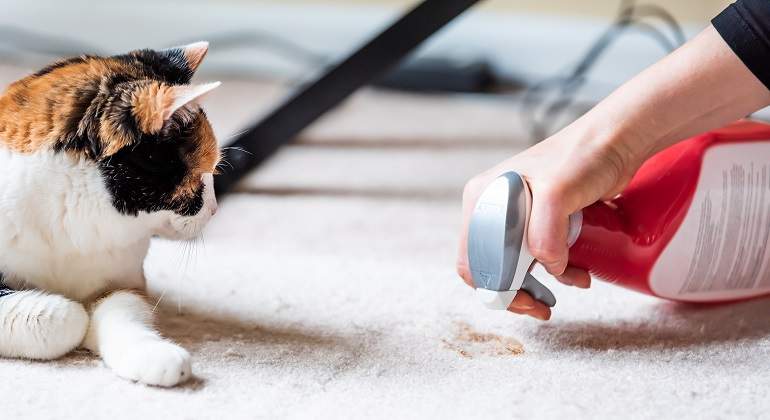 Gato-mira-a-pulverizador-iStock.jpg