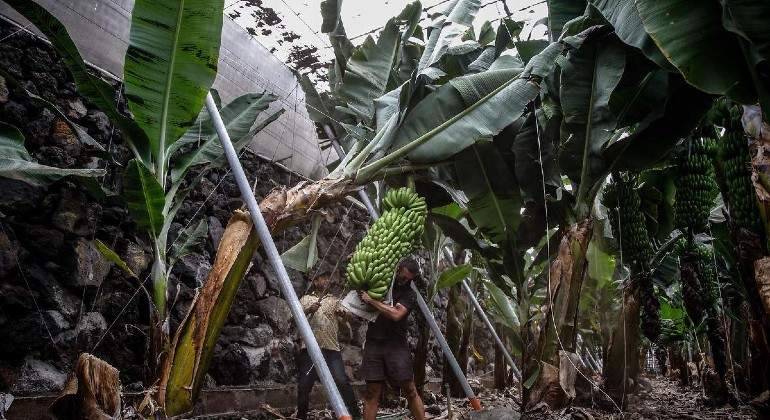 agricultores-platanos.jpg
