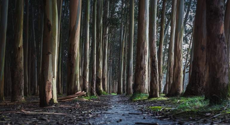 eucalipto-bosque.jpg