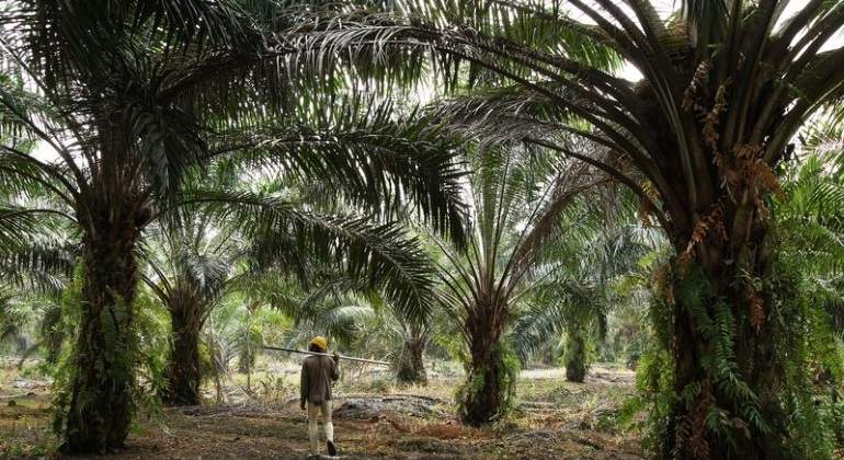 plantaciones-palma.jpg
