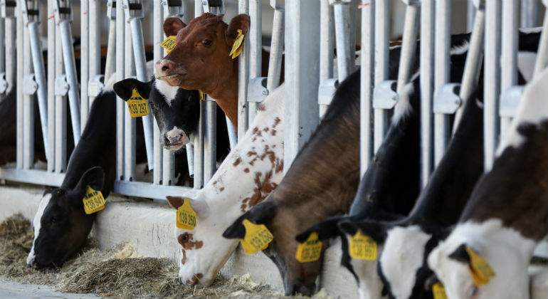 vacas-rusas.jpg