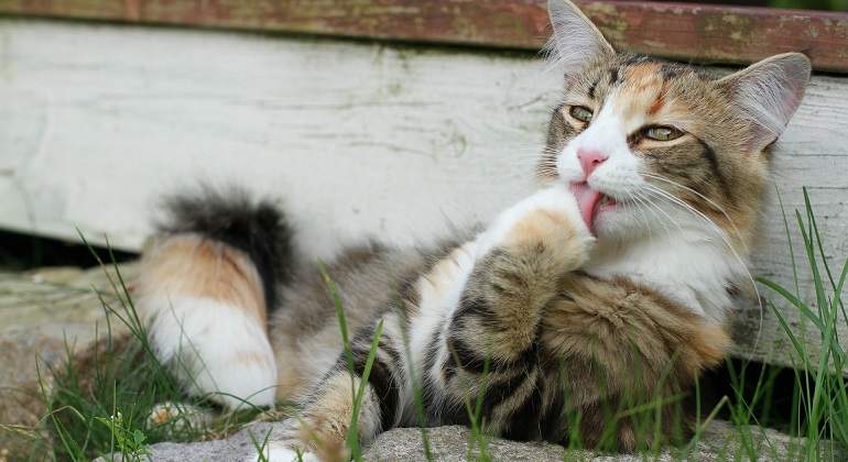 cat-318776_1920.jpg