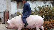 China cría cerdos gigantes del tamaño de osos polares ante la escasez de carne por la peste porcina