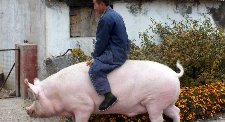 china-cerdo-enorme-reuters.jpg