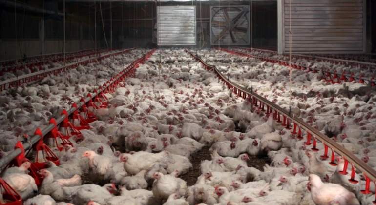 granja-pollos-ep.jpg