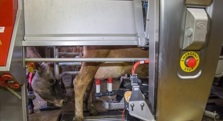 vacas-robot-ordena.jpg