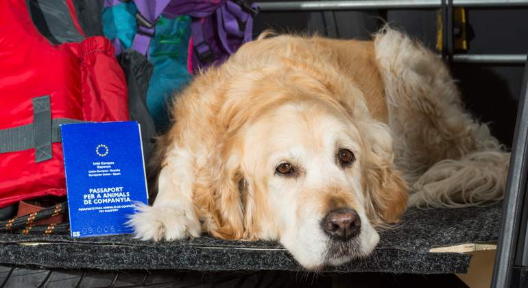 dni-animal-derechos-perros-gatos-istock.jpg