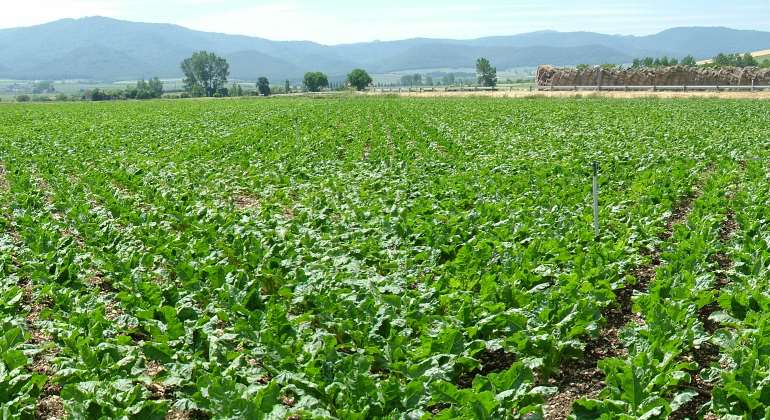 cultivo-remolachas-770.jpg