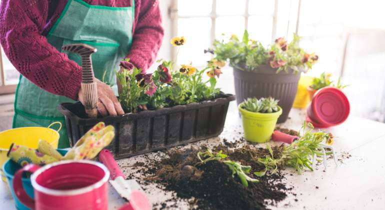 transplante-planta.jpg